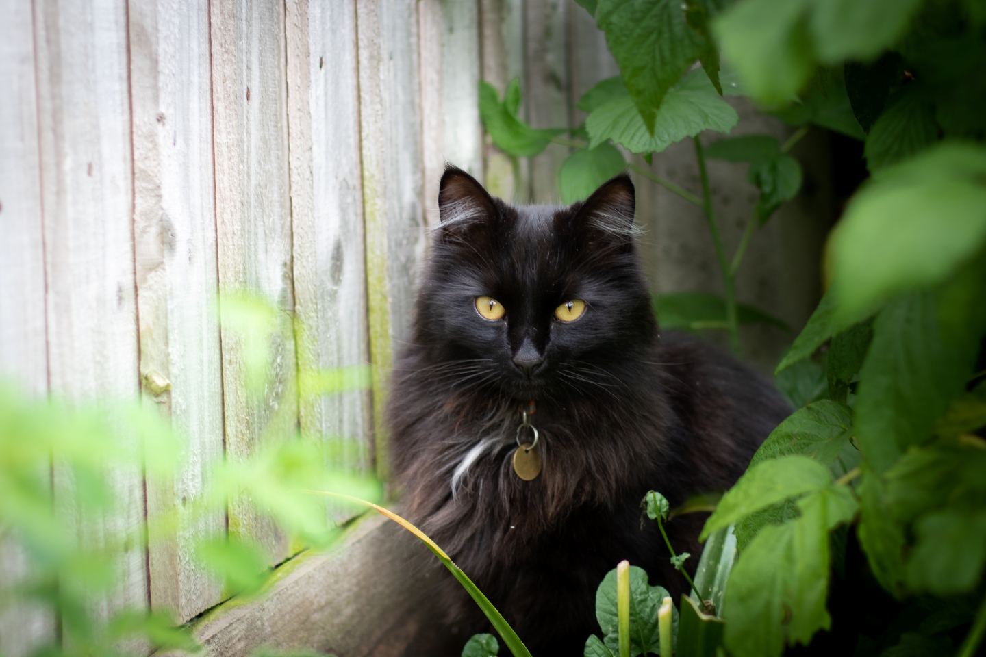 Mally long haired black cat called Mally